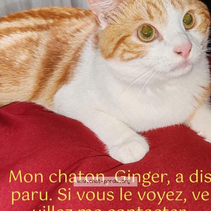 Photo 1/1 Chat retrouvé Perdu à Drancy