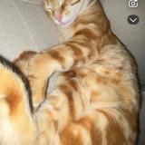 Photo de chat perdu à Fronrignan