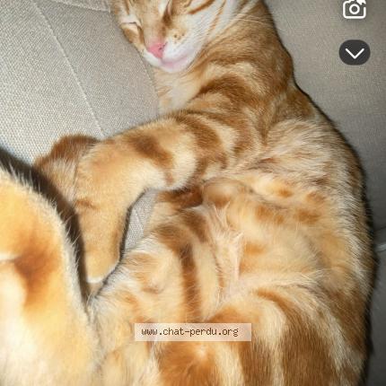 Photo 1/1 cookie Chat perdu à Fronrignan