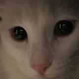 Photo de chat perdu à J5r 2l7