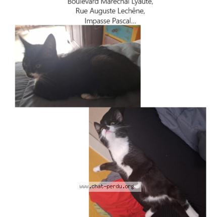 Photo 1/1 Mimi Chat perdu à Caen