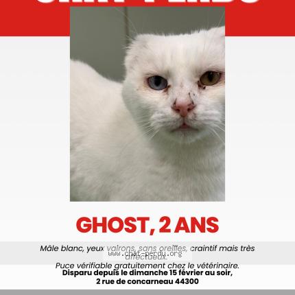 Photo 1/1 Chat retrouvé Perdu à Nantes