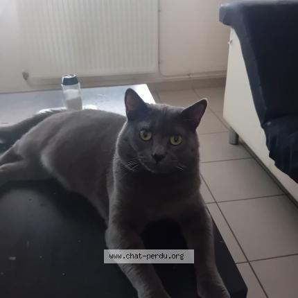 Photo 1/1 Fifils Chat perdu à Evin malmaison