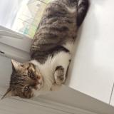 Photo de chat perdu à La Croix En Touraine