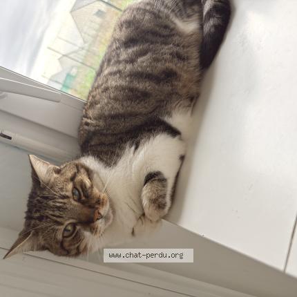 Photo 1/1 Grisouille Chat perdu à La croix en touraine