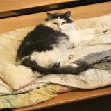 Photo de chat perdu à Ooltewah