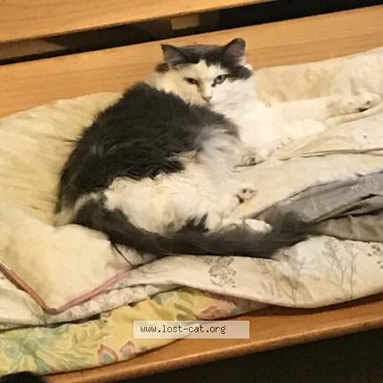 Photo 1/1 Mia Chat perdu à Ooltewah