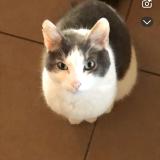 Photo de chat perdu à Combourg