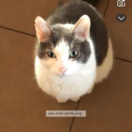 Photo 1/1 Jerry Chat perdu à Combourg
