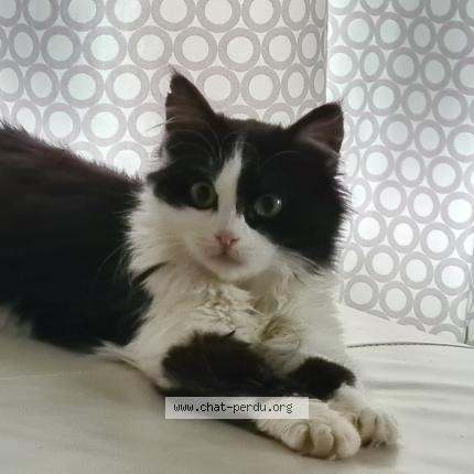 Photo 1/1 Chat retrouvé Perdu à Saint Pierre De Boeuf
