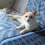 Photo de chat trouvé à Bessenay