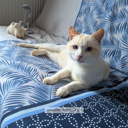 Photo 1/1 Chat trouvé Trouvé à Bessenay