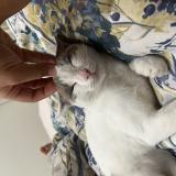 Photo de chat perdu à Vallauris