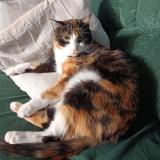 Photo de chat perdu à Bordeaux