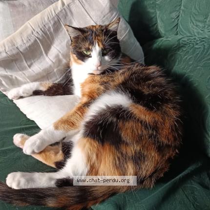 Photo 1/1 Miller Chat perdu à Bordeaux