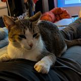 Photo de chat perdu à Tecou