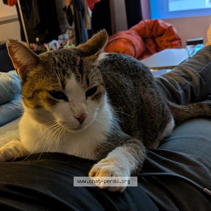 Photo 1/1 Bruce Chat perdu à Tecou