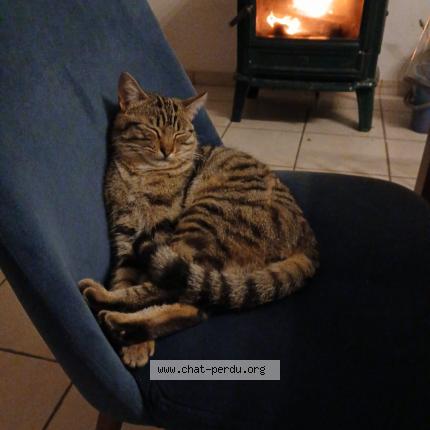 Photo 1/1 Chat retrouvé Perdu à Saint malo