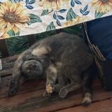 Photo de chat perdu à Cumming