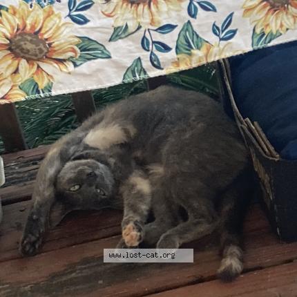 Photo 1/1 Moki Chat perdu à Cumming