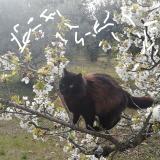 Photo de chat perdu à Mazan