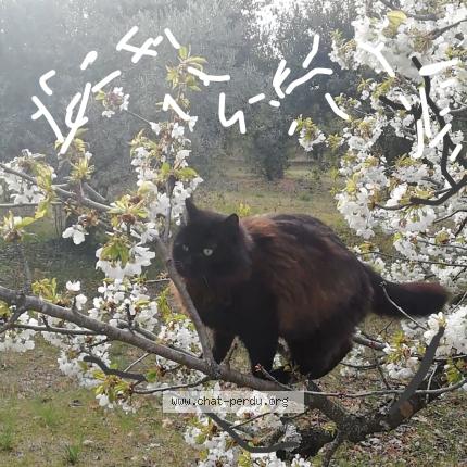 Photo 1/1 Mikado Chat perdu à Mazan