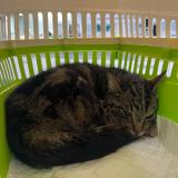 Photo de chat trouvé à Paris 13