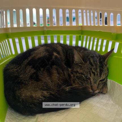 Photo 1/1 Chat trouvé Trouvé à Paris 13