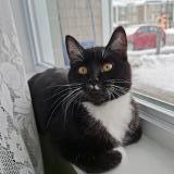 Photo de chat perdu à Levis