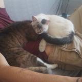 Photo de chat perdu à Saint Ghislain