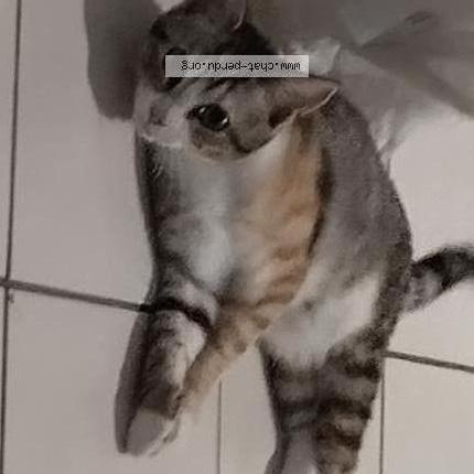 Photo 1/1 Chat retrouvé Perdu à Ploemeur