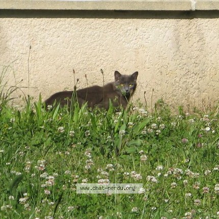 Photo 1/5 Chat trouvé Trouvé à La Terrasse