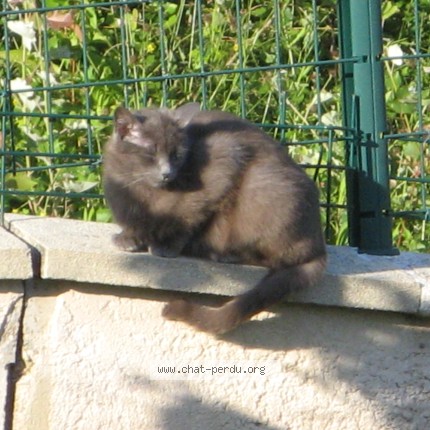 Photo 2/5 Chat trouvé Trouvé à La Terrasse