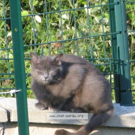 Photo 3/5 Chat trouvé Trouvé à La Terrasse