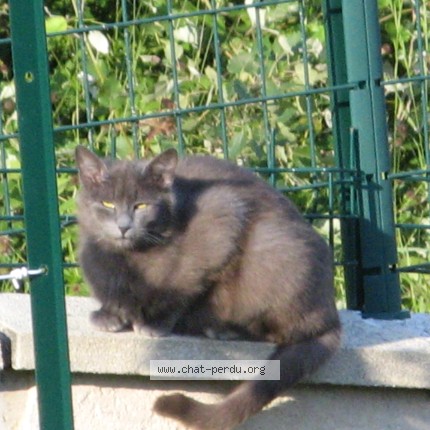 Photo 4/5 Chat trouvé Trouvé à La Terrasse