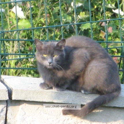 Photo 5/5 Chat trouvé Trouvé à La Terrasse