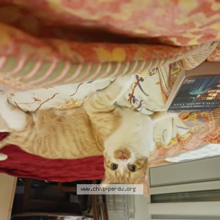 Photo 1/1 TIGROU Chat perdu à Ouistreham