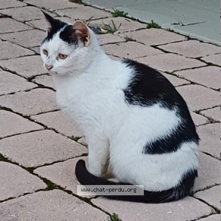 Photo 1/1 Chat trouvé Trouvé à Colomiers