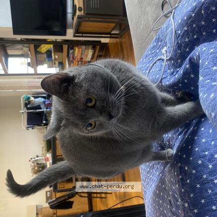 Photo 1/1 Chat retrouvé Perdu à La tour du pin