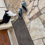 Photo de chat trouvé à Remy