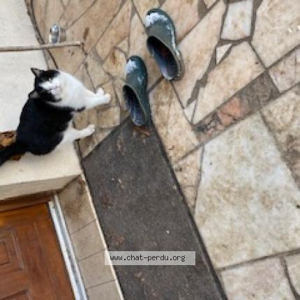 Photo 1/1 Chat trouvé Trouvé à Remy