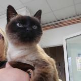 Photo de chat perdu à La Garnache