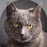 Photo de chat perdu à Besancon