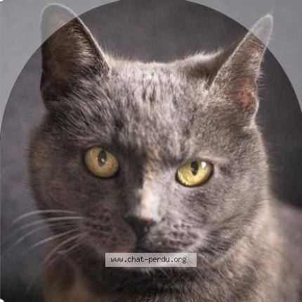 Photo 1/1 winnie Chat perdu à Besancon