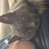 Photo de chat trouvé à Seyssel