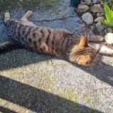 Photo de chat trouvé à Toulouse