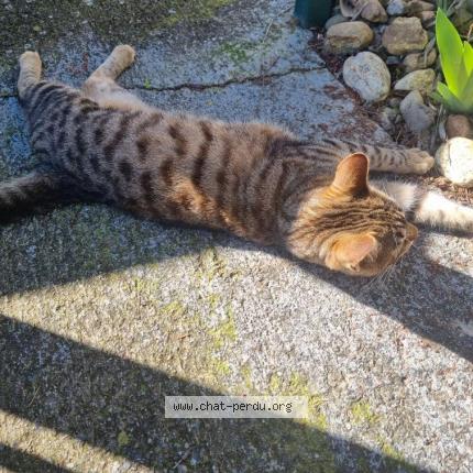 Photo 1/1 Chat trouvé Trouvé à Toulouse