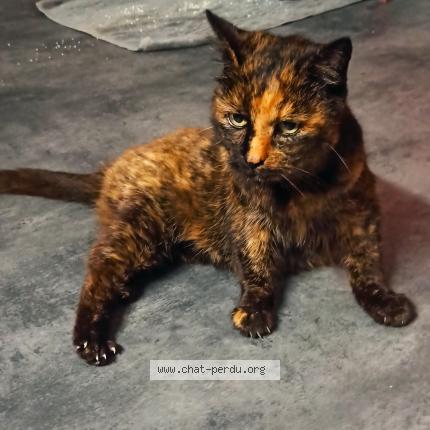 Photo 1/1 Chat trouvé Trouvé à Famars