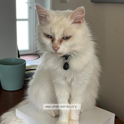 Photo 1/1 Chat retrouvé Perdu à Les clouzeaux