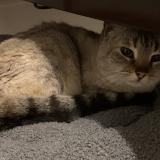 Photo de chat trouvé à Quinsac